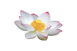 白色莲花