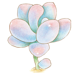 手绘石莲花