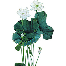 手绘莲花