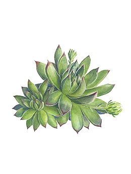 石莲花
