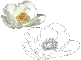 手绘莲花