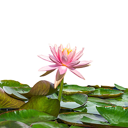 粉红色纯洁的在池塘里的水芙蓉实