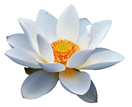 白色的莲花