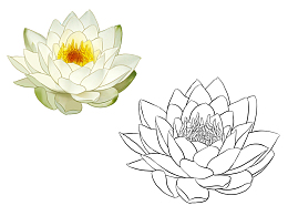 手绘莲花