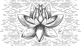 矢量素描莲花