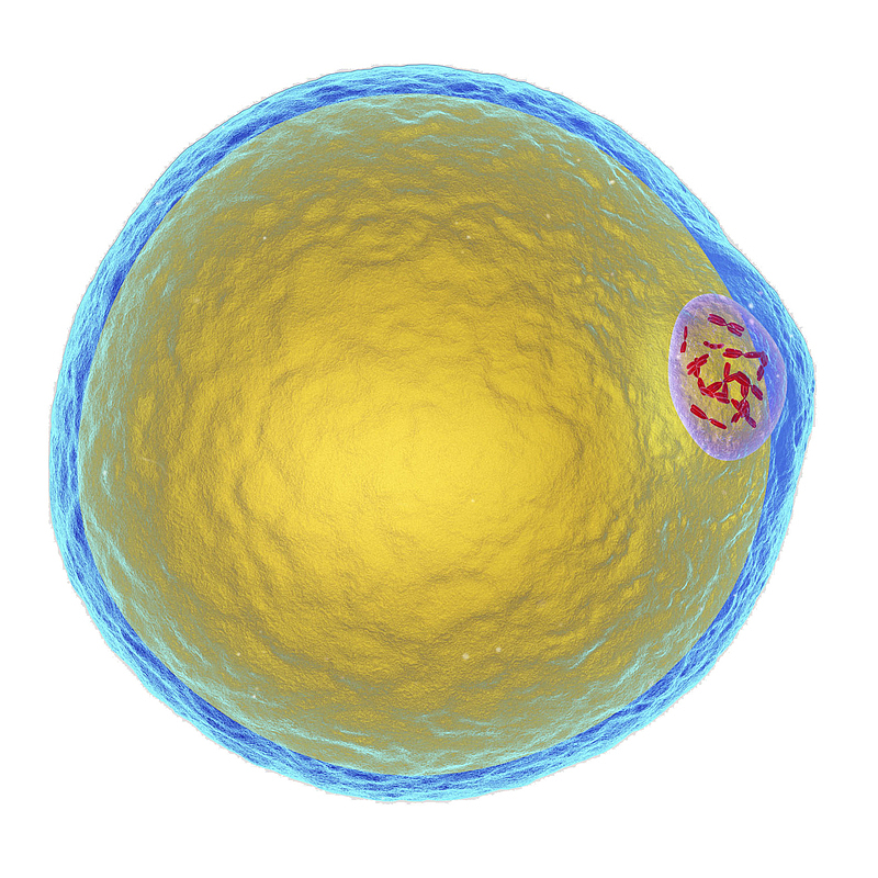 一个细胞立体插画