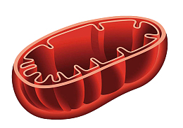 人体细胞线粒体横截面