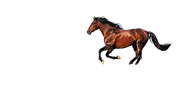 黄马 跑马