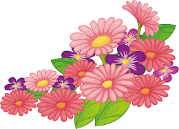 粉红色雏菊花丛