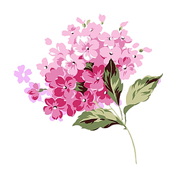 手绘粉色绣球花