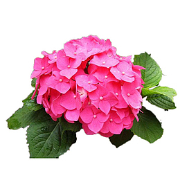 粉色绣球花