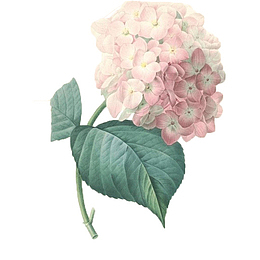 手绘粉色绣球花