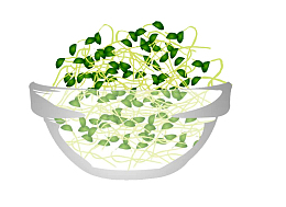 一碗发芽的绿豆绿豆芽