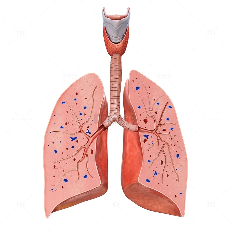 肺器官3D立体插画