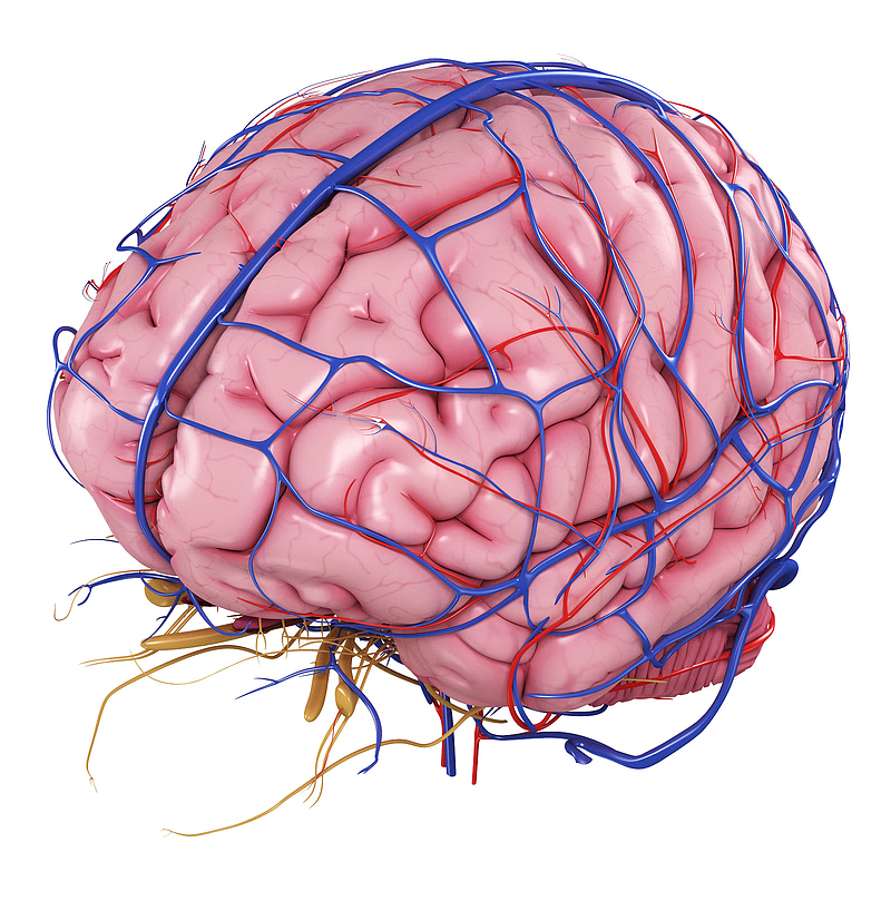 人脑脉络3D立体插画