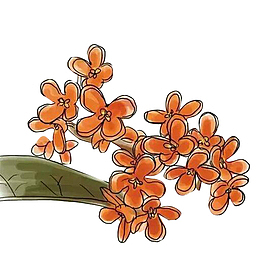 卡通桂花