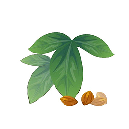 卡通手绘中草药素材