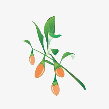 卡通手绘中草药素材