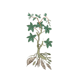 卡通手绘中草药素材