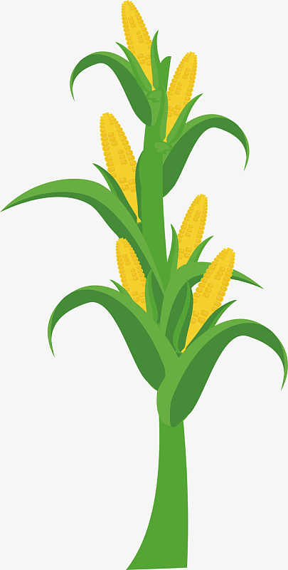 卡通立秋玉米秋收矢量图