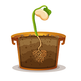 种子成长发育素材图案