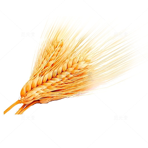 三支黄色的小麦穗