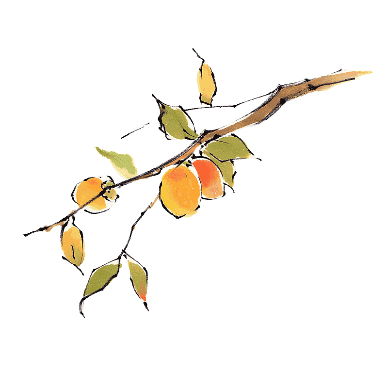 秋天成熟的果子水粉图