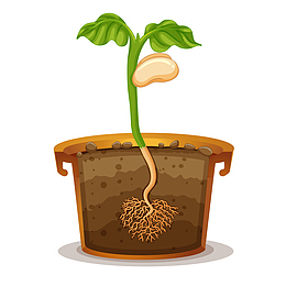 种子长出叶片装饰素材图案