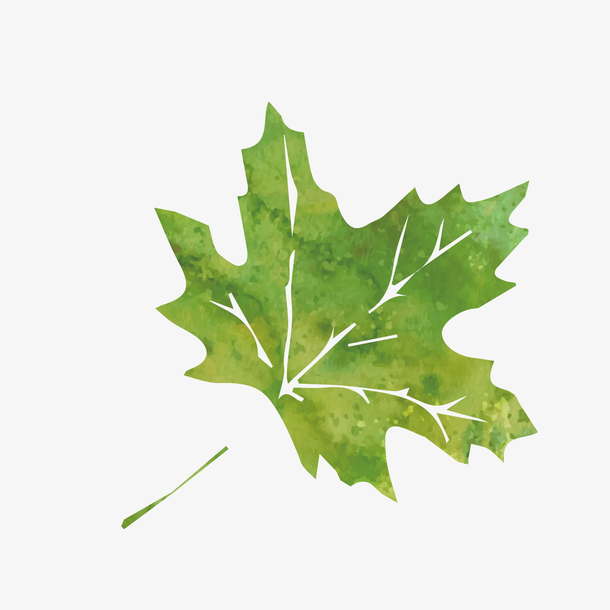 手绘枫叶设计素材