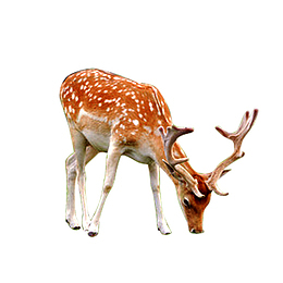 鹿