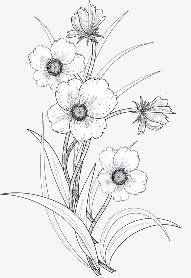 精微素描植物花卉图片