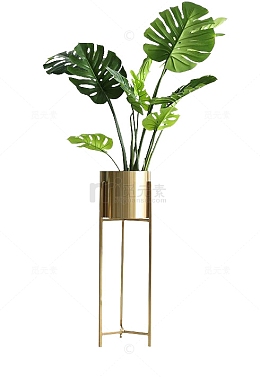 绿色芭蕉叶实物盆栽