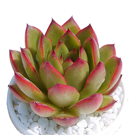 观音莲 多肉植物 圣诞冬云盆栽