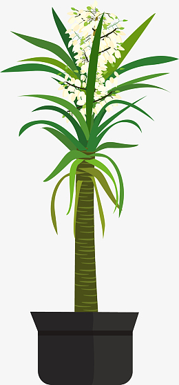 白花矢量卡通丝兰盆栽