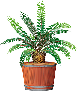 木质花盆发财树植物