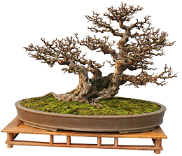 室内绿竹古榕树枯木盆景盆栽