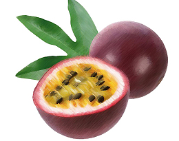 手绘百香果素材图