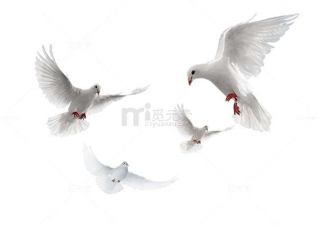 国庆节中国传统节日和平鸽