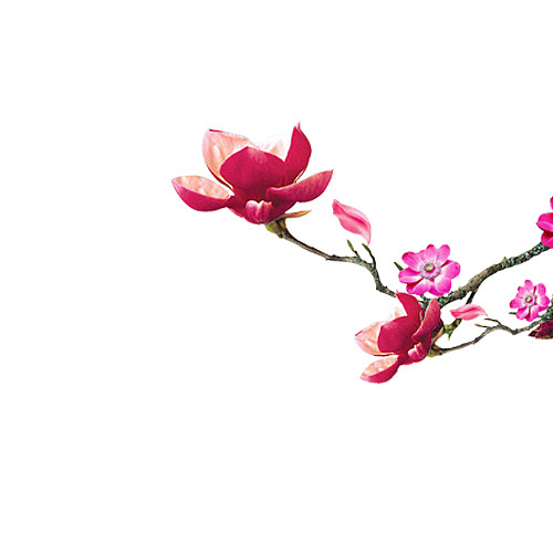 中秋节高清多图层素材 花瓣