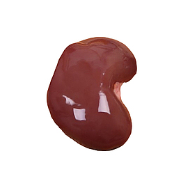 产品实物新鲜羊腰子