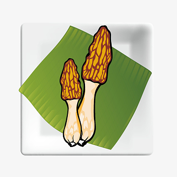 手绘羊肚菌设计素材