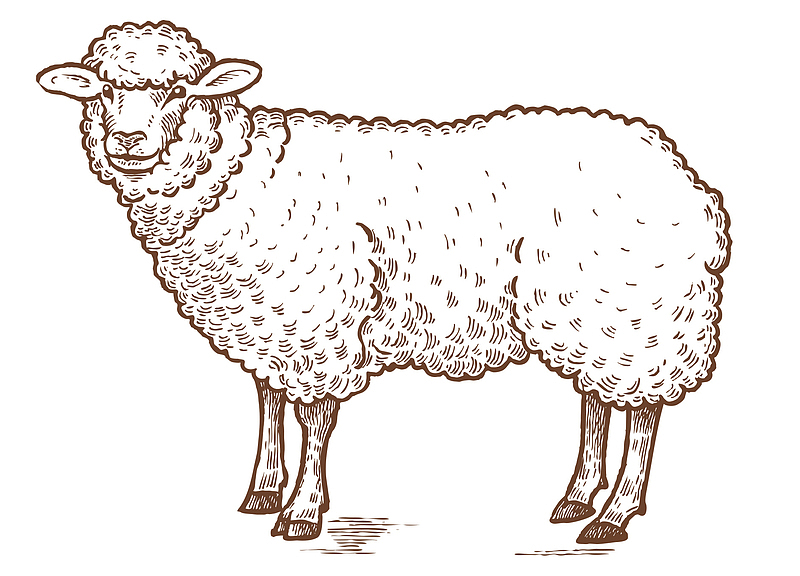 手绘写实线描绵羊