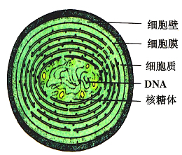 绿色手绘医学细胞结构图