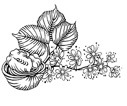 黑白核桃插画