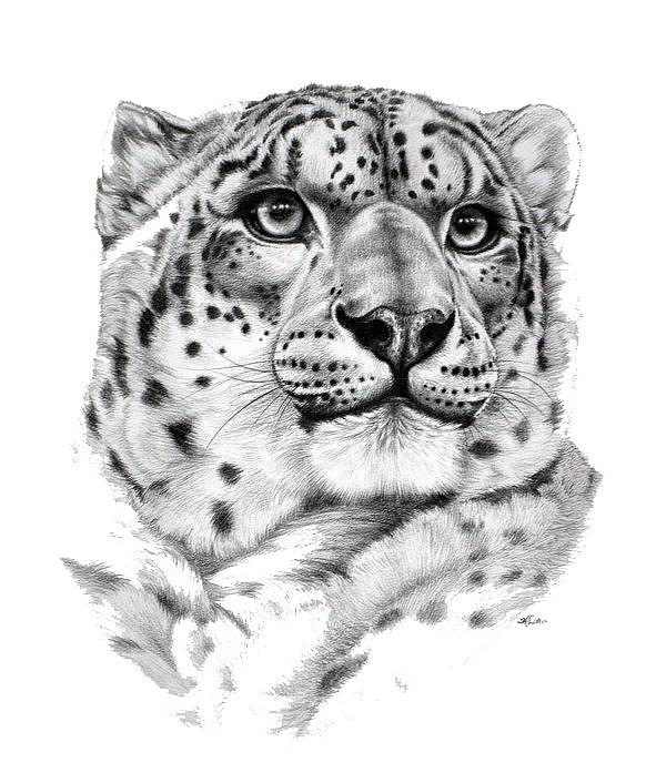 灰色素描豹头