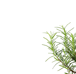 右下角绿色植物
