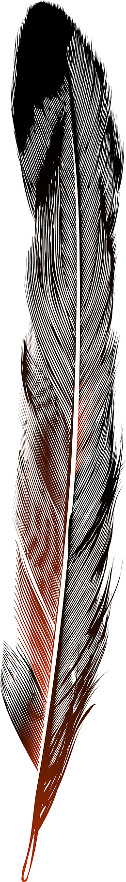 卡通线描羽毛免抠png装饰