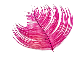 玫红色羽毛