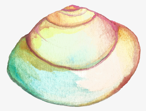 手绘贝壳矢量图下载