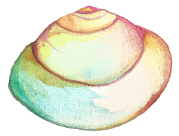 手绘贝壳矢量图下载